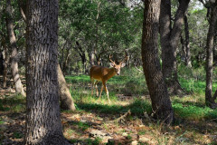 15-Pebblebrook-Ln-36