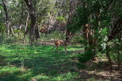 15-Pebblebrook-Ln-37